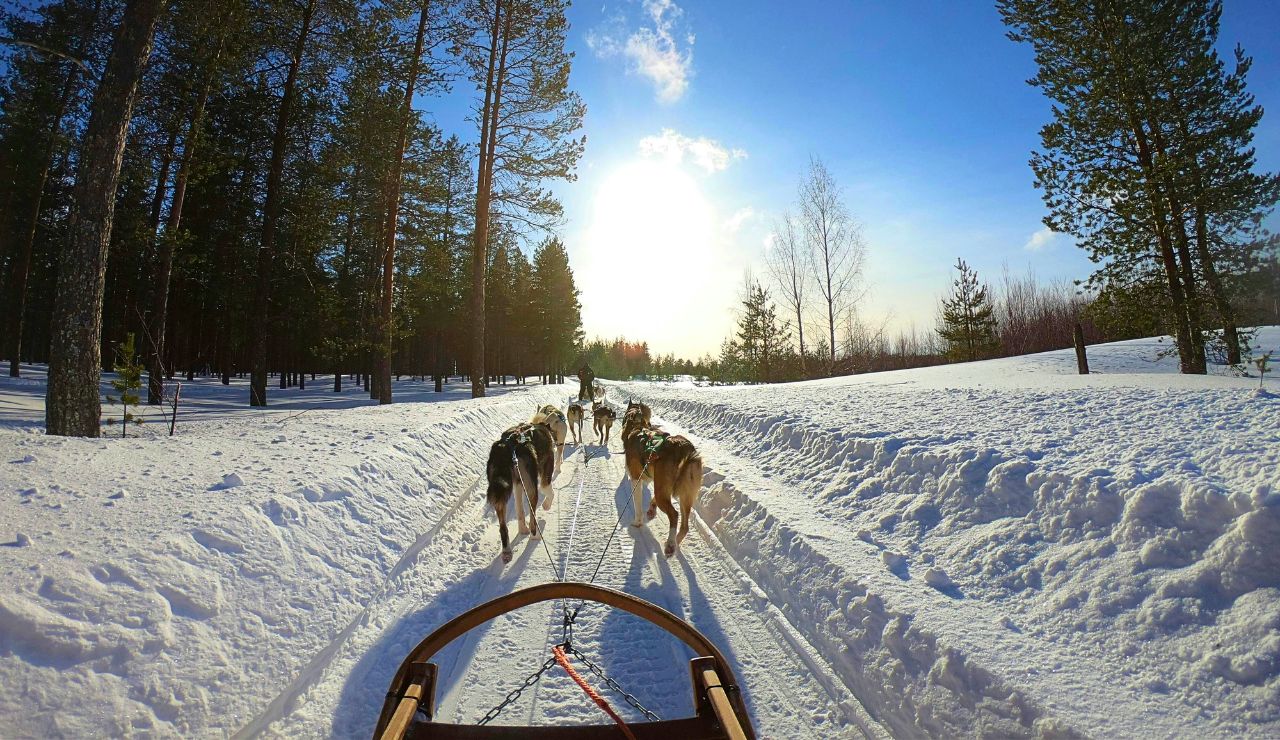 A musher drives a sled pulled by Alaskan huskies across a snowy field under a clear blue sky.