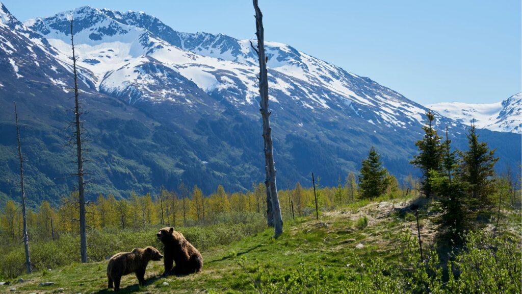 Two brown bears stand on grassy terrain with scattered trees, backed by snow-capped mountains and a clear blue sky.