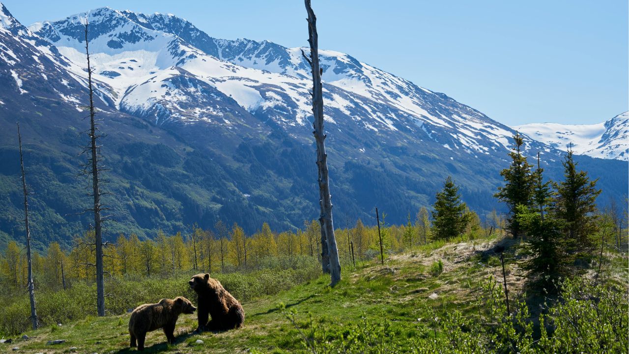 Two brown bears stand on grassy terrain with scattered trees, backed by snow-capped mountains and a clear blue sky.