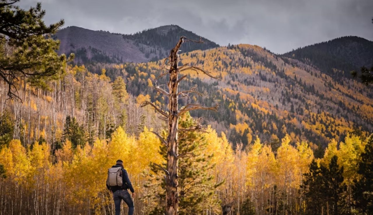 Hiker with a backpack standing in a golden autumn meadow overlooking vibrant fall foliage and mountain slopes under a dramatic cloudy sky.