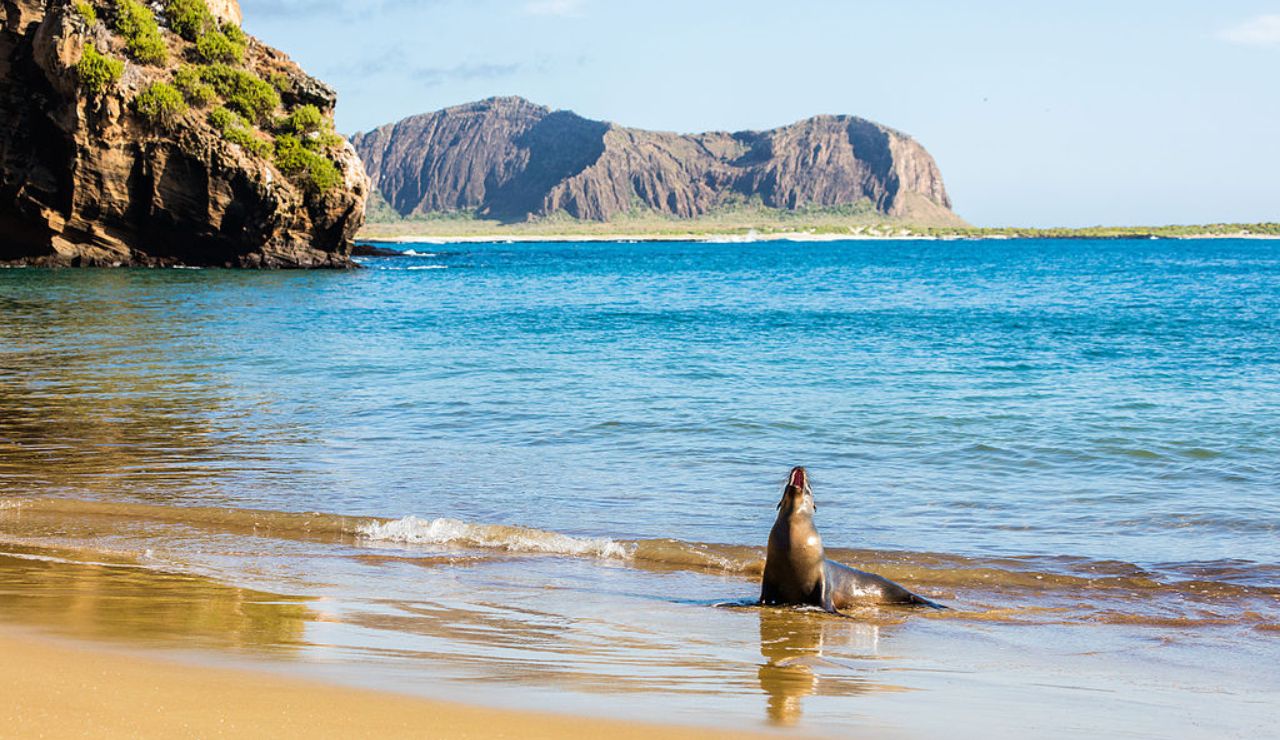 Sea lion on the shore of Gardner Bay, Española Island in the Galápagos, with rocky cliffs and ocean in the background.