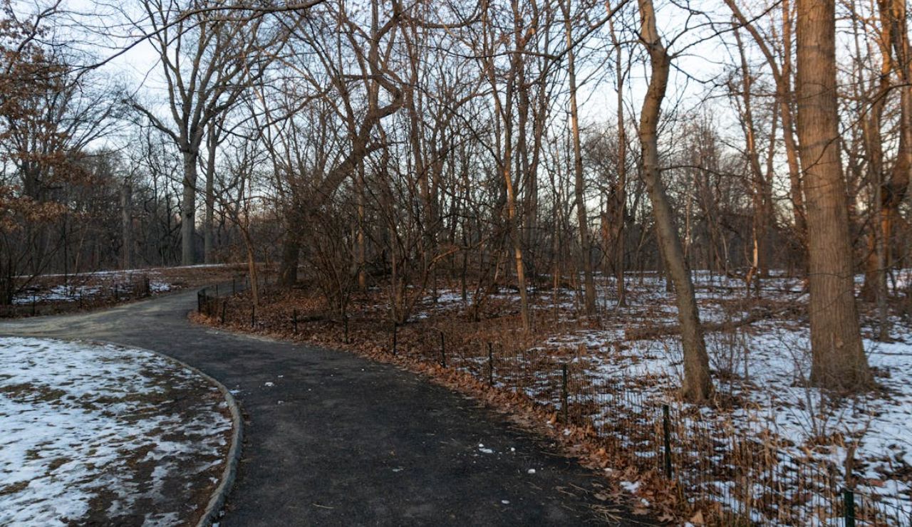 Curving paved path through a snow-dusted forest with bare winter trees at sunset
