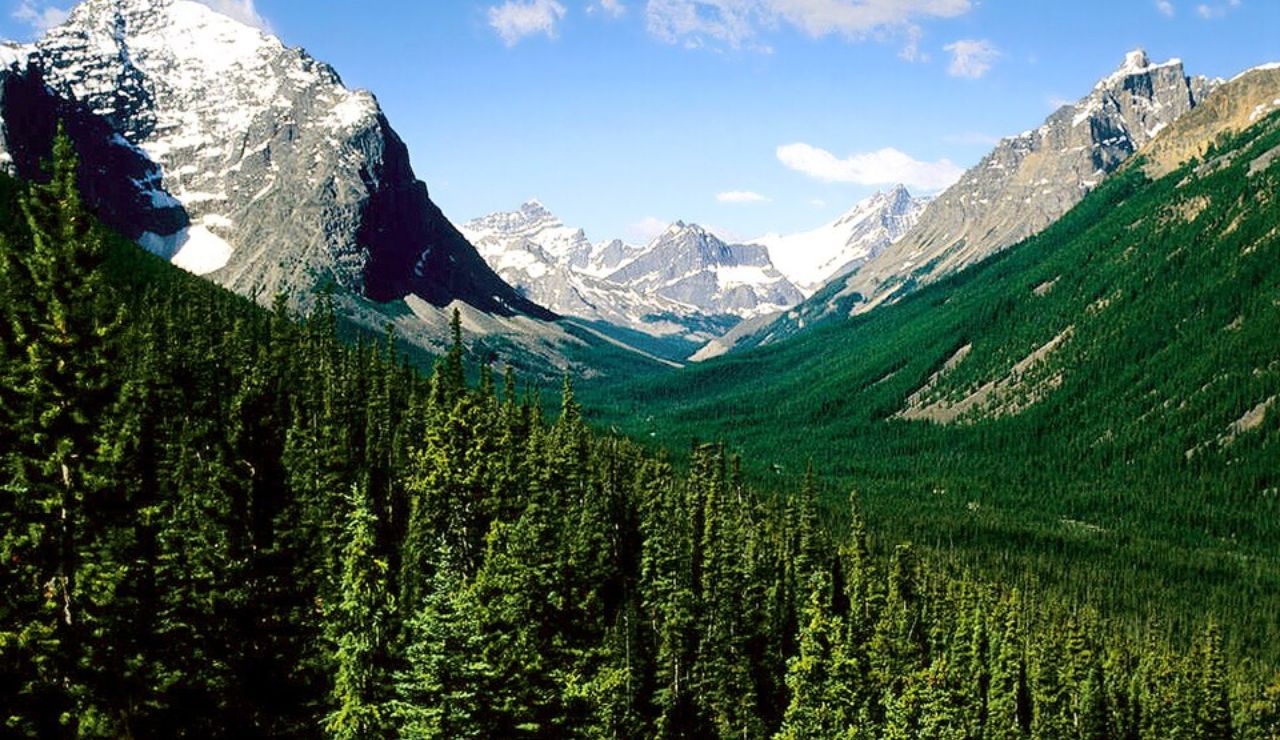 Snow-capped mountains and dense evergreen forest in Jasper National Park, Alberta, under a bright blue sky.