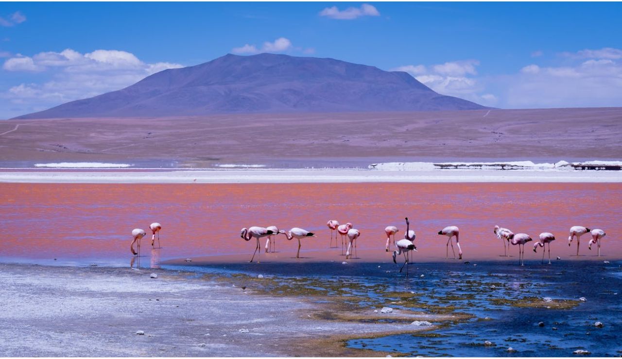 Flamingos in the red waters of Laguna Colorada, Bolivia, with mountains in the background.