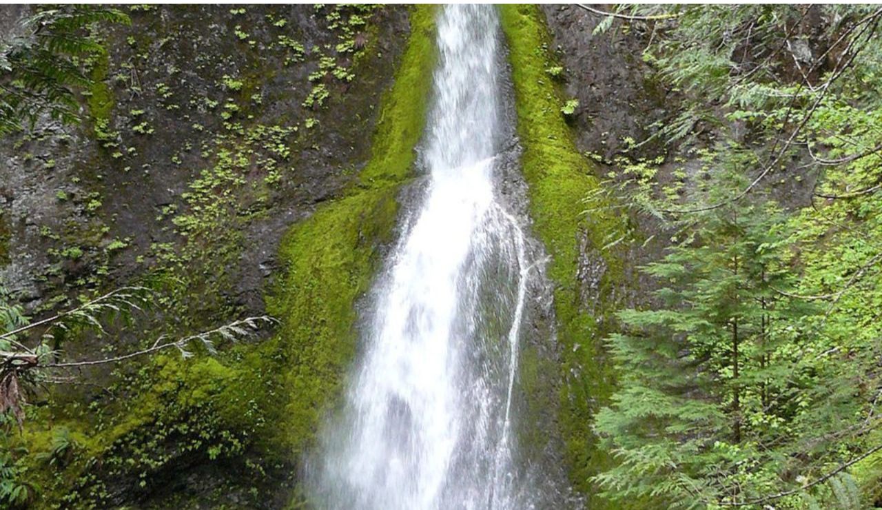 A narrow waterfall flows down a moss-covered rock face, surrounded by dense green forest and scattered ferns.