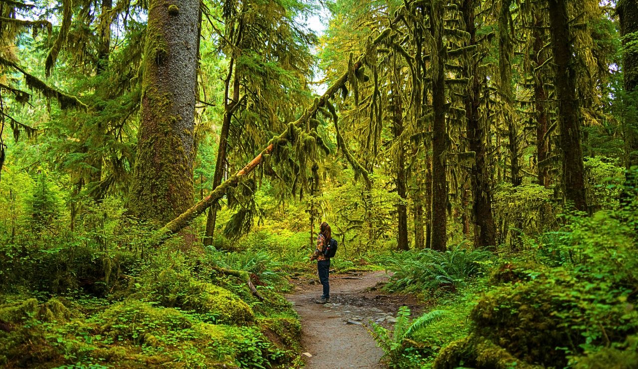 Mossy forest trail in Olympic National Park with towering trees