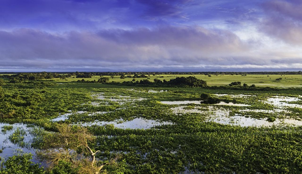 Lush wetlands and green floodplains of the Pantanal in Brazil, stretching under a vibrant blue and purple sky during early morning light.