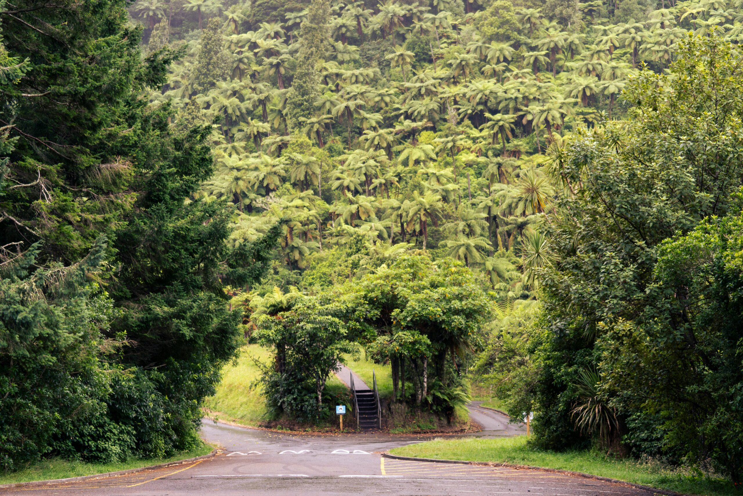 Puʻu Waʻawaʻa Forest Reserve