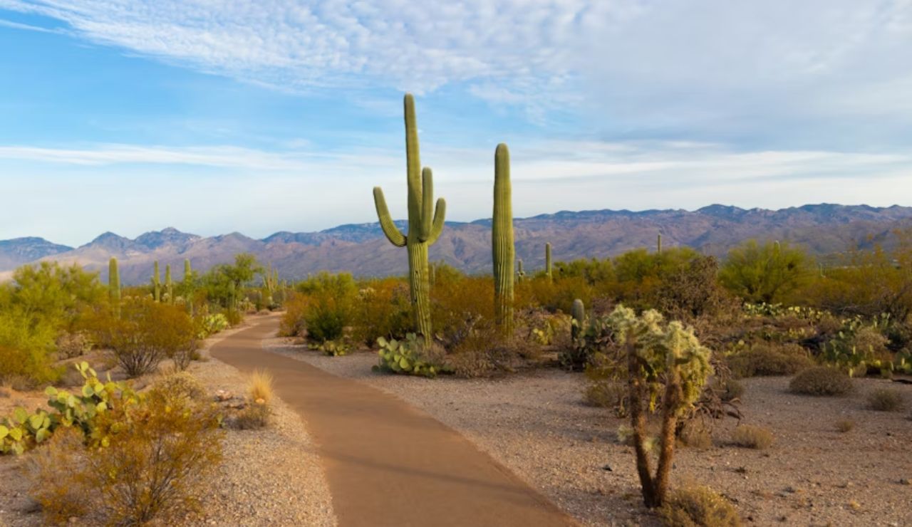 Paved desert trail with tall cacti at Saguaro National Park, Arizona.