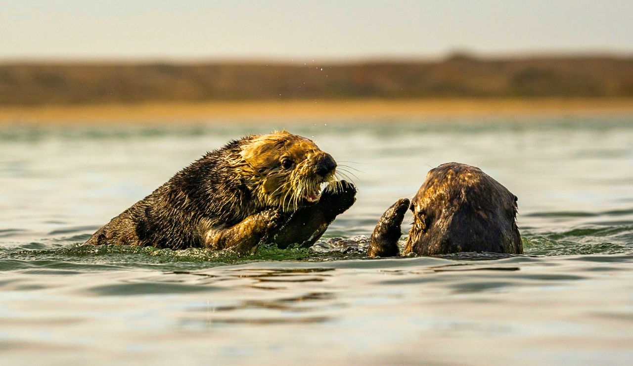 Sea otters float nearby and waterfalls spill from distant cliffs.