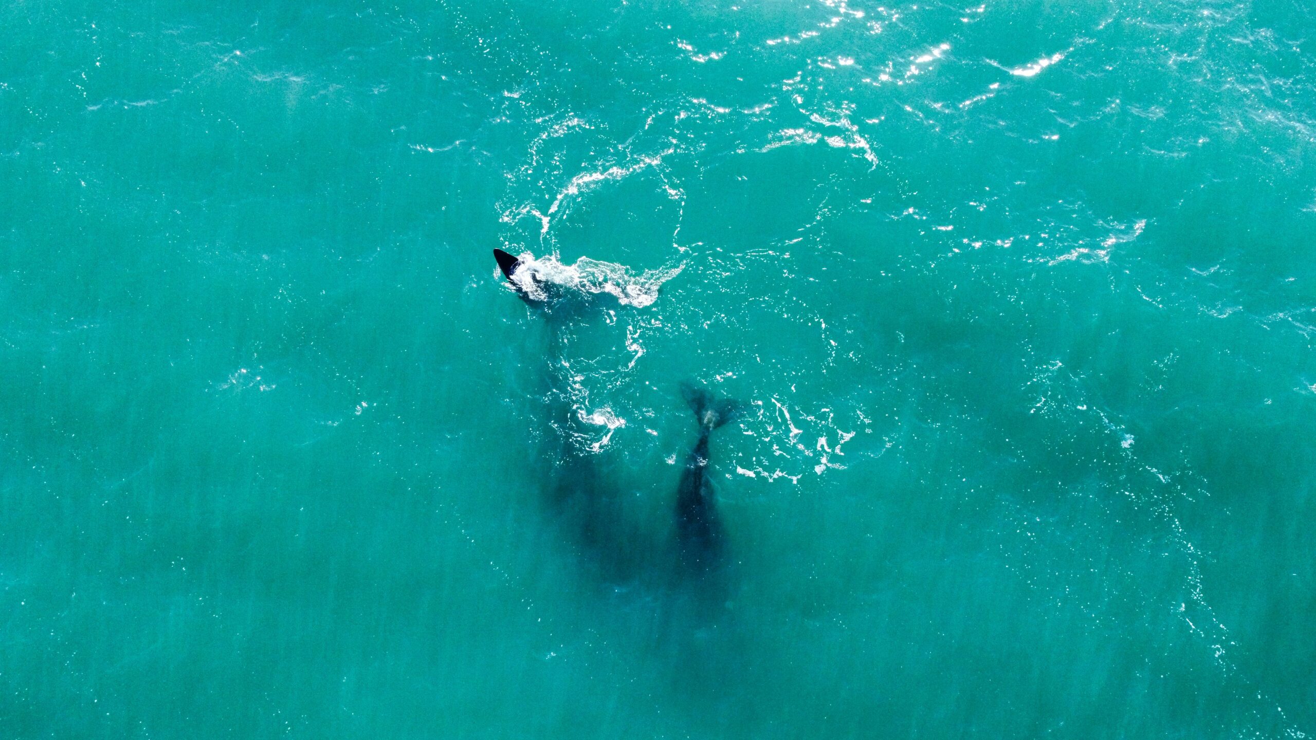 U.S. Beaches With the Most Shark Sightings (And Why They're Still Popular)