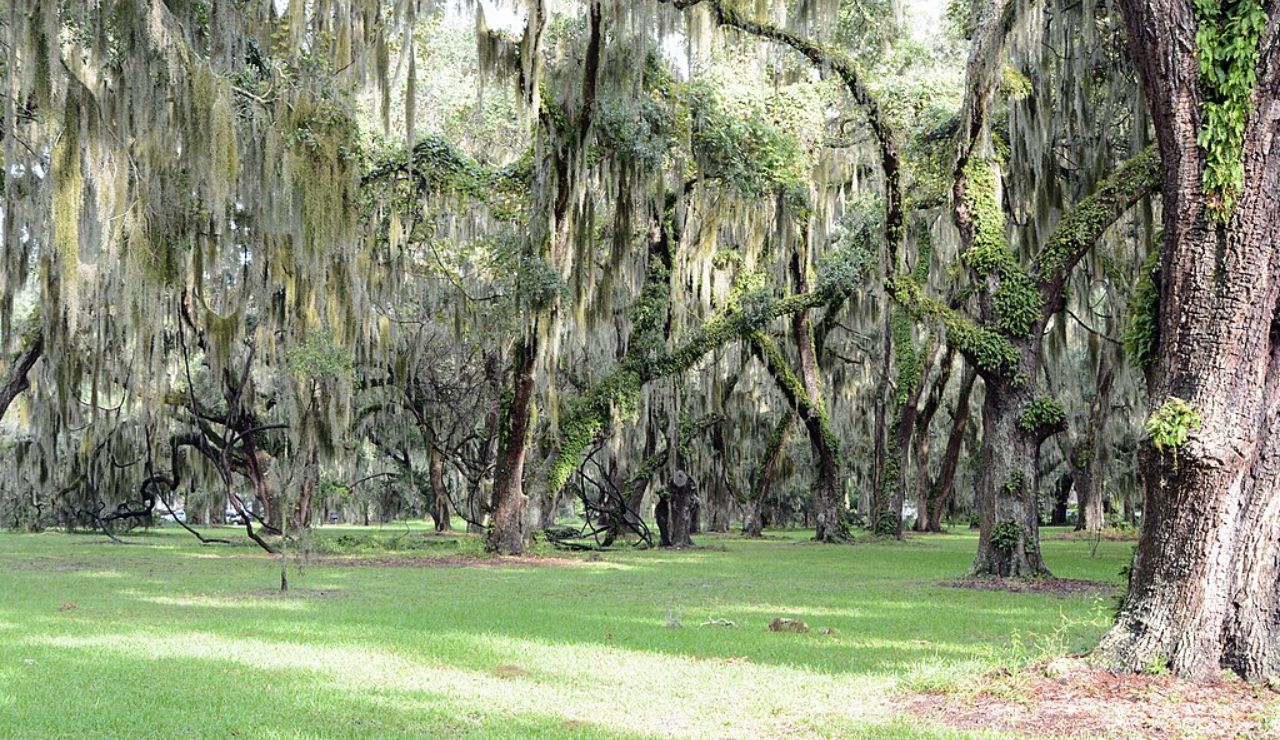 Scenic grove of oak trees draped in Spanish moss in a southern U.S. park with lush green grass and dappled sunlight filtering through the canopy.