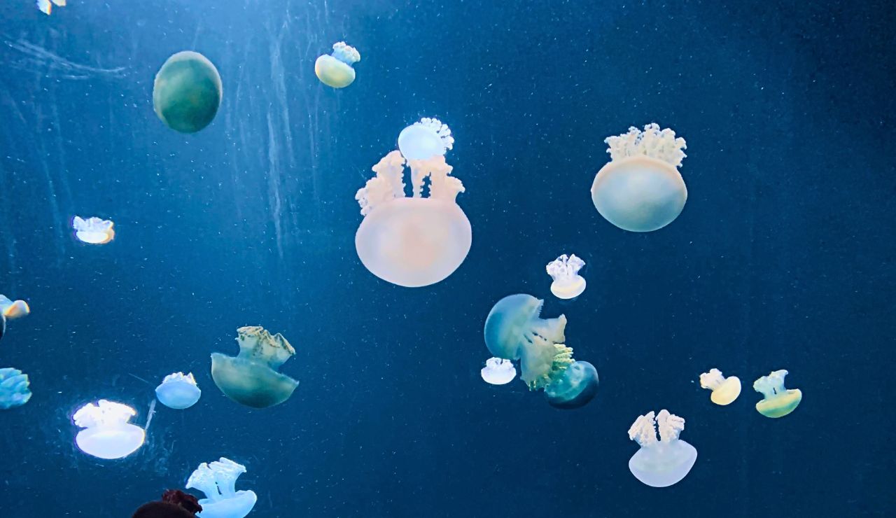 Toli-Toli Jellyfish Lake