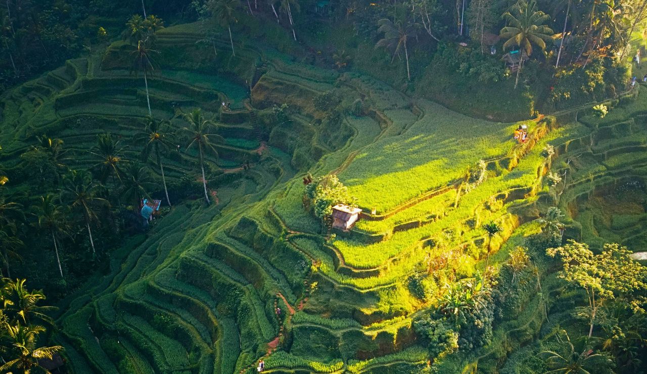 Ubud with rice terraces and palm-fringed jungle