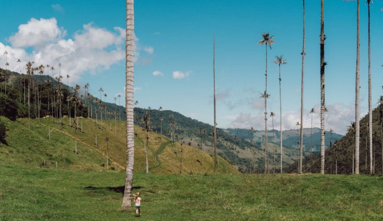 Tall wax palm trees in the lush green Cocora Valley, Colombia, with rolling hills and a clear blue sky in the background.