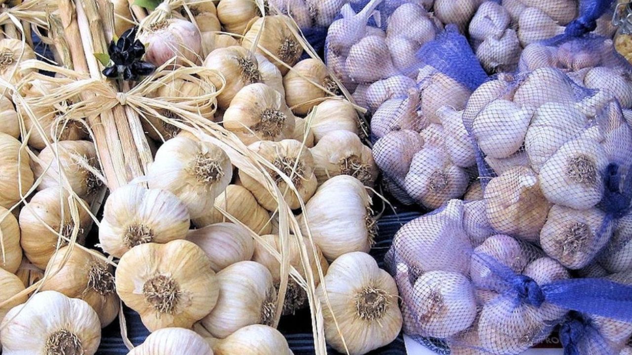 Close-up of garlic bulbs tied in bunches and packed in mesh bags at a garlic festival