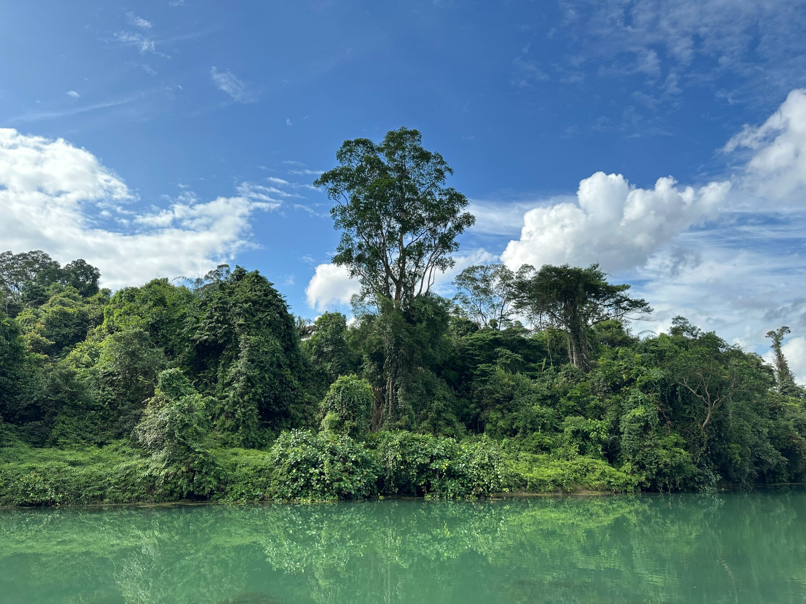 A dense green forest borders a calm turquoise river beneath a bright blue sky with scattered clouds.