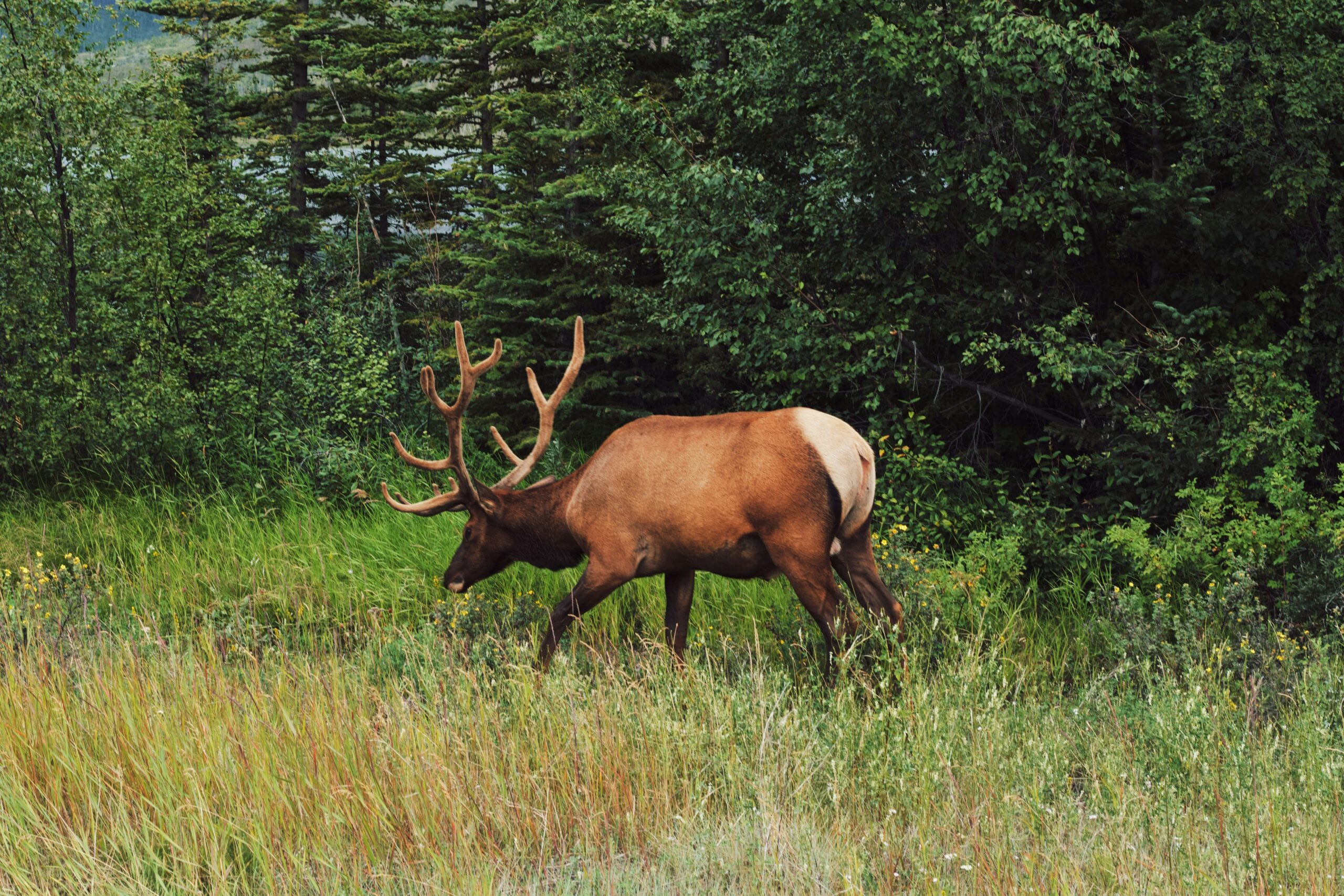 A large antlered elk stands in tall grass at the forest's edge.