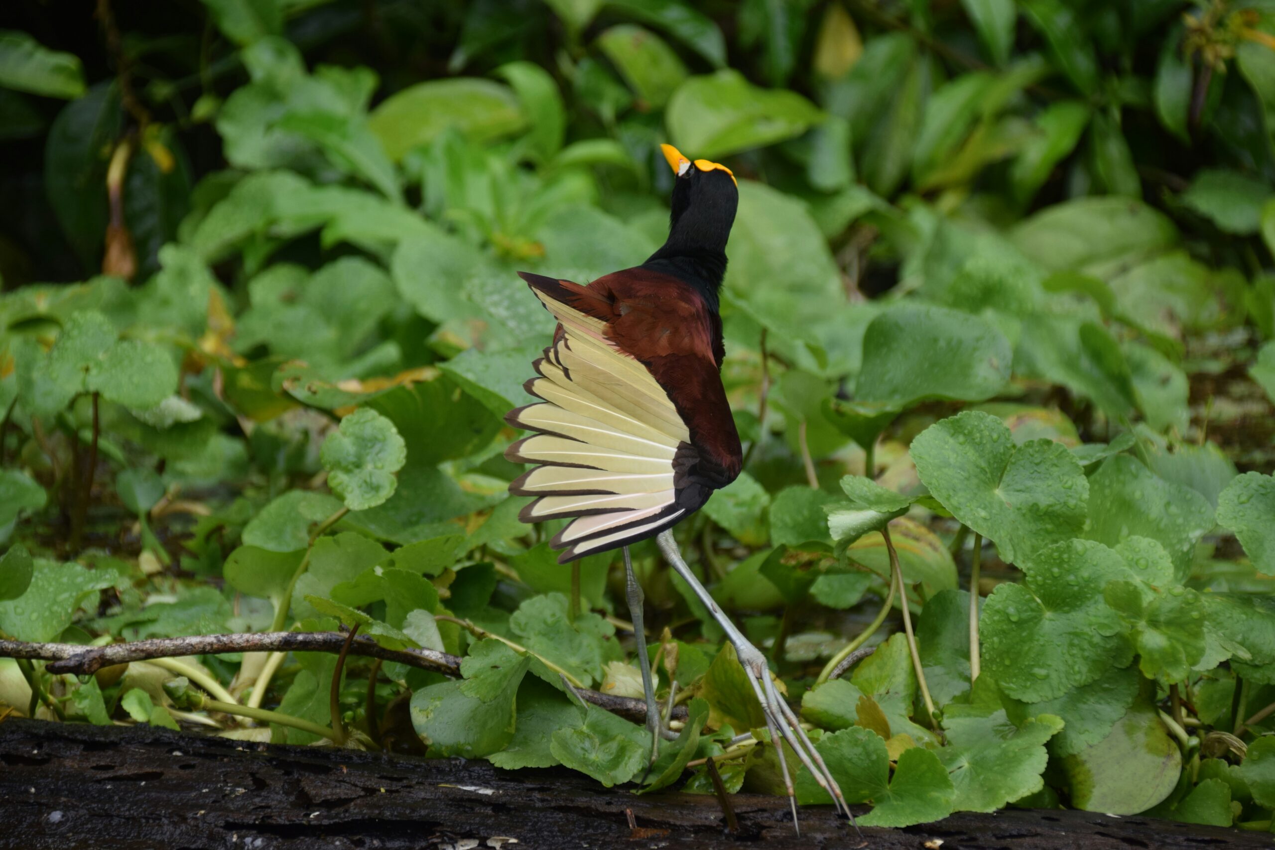A long-legged bird with brown, black, and yellow feathers stands on a log, spreading one wing against a backdrop of green foliage.