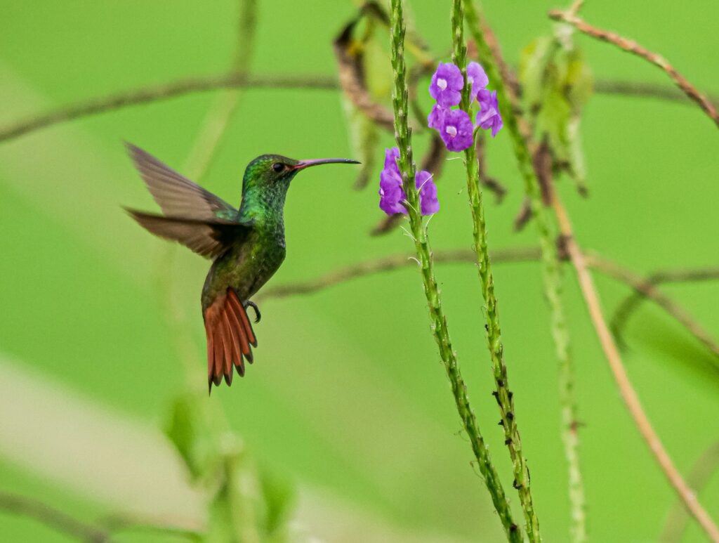Wildlife