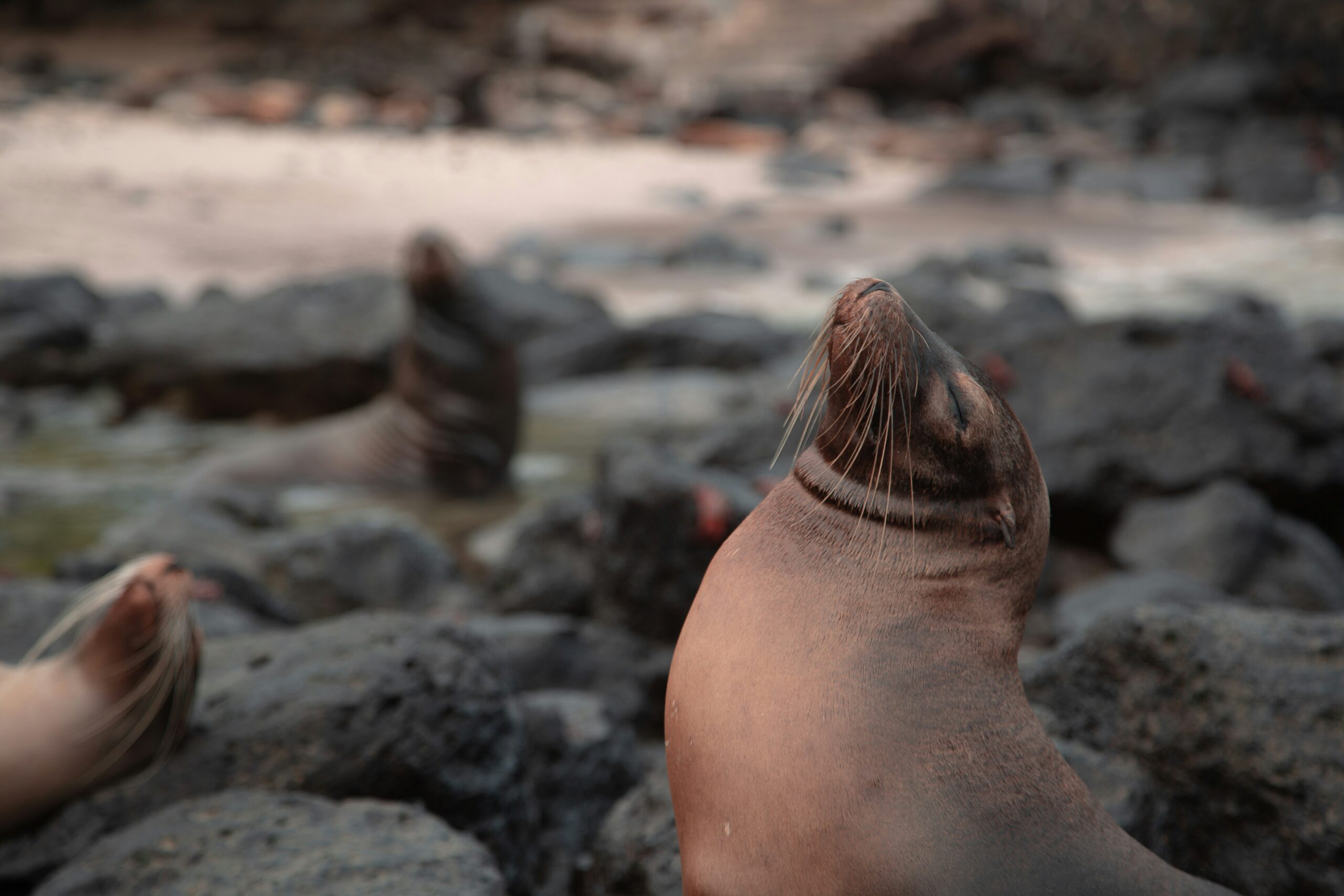 A sea lion rests on rocks near the shore, while another is visible in the background.
