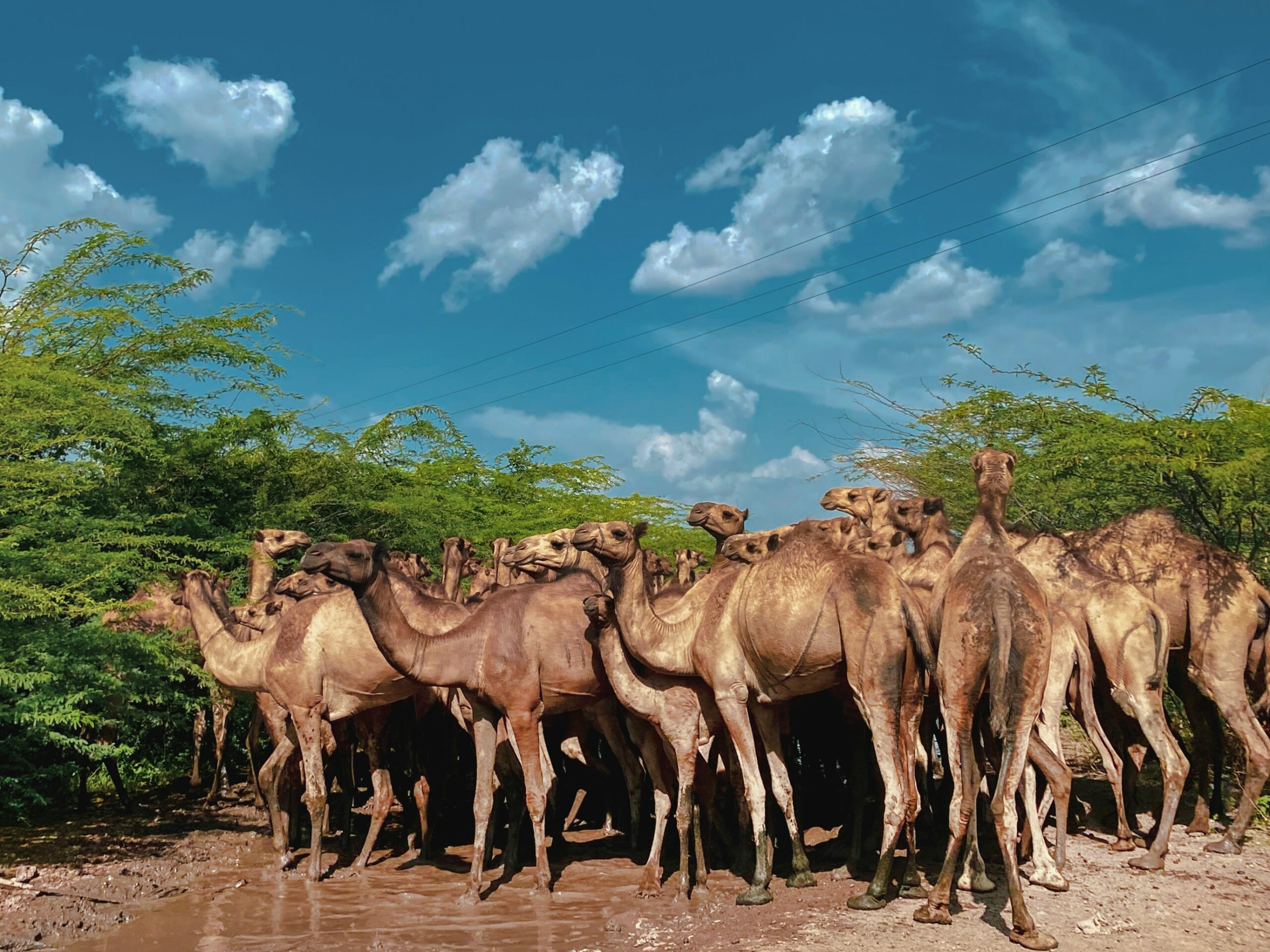 A group of camels stands near muddy ground amid green shrubs beneath a blue, partly cloudy sky.