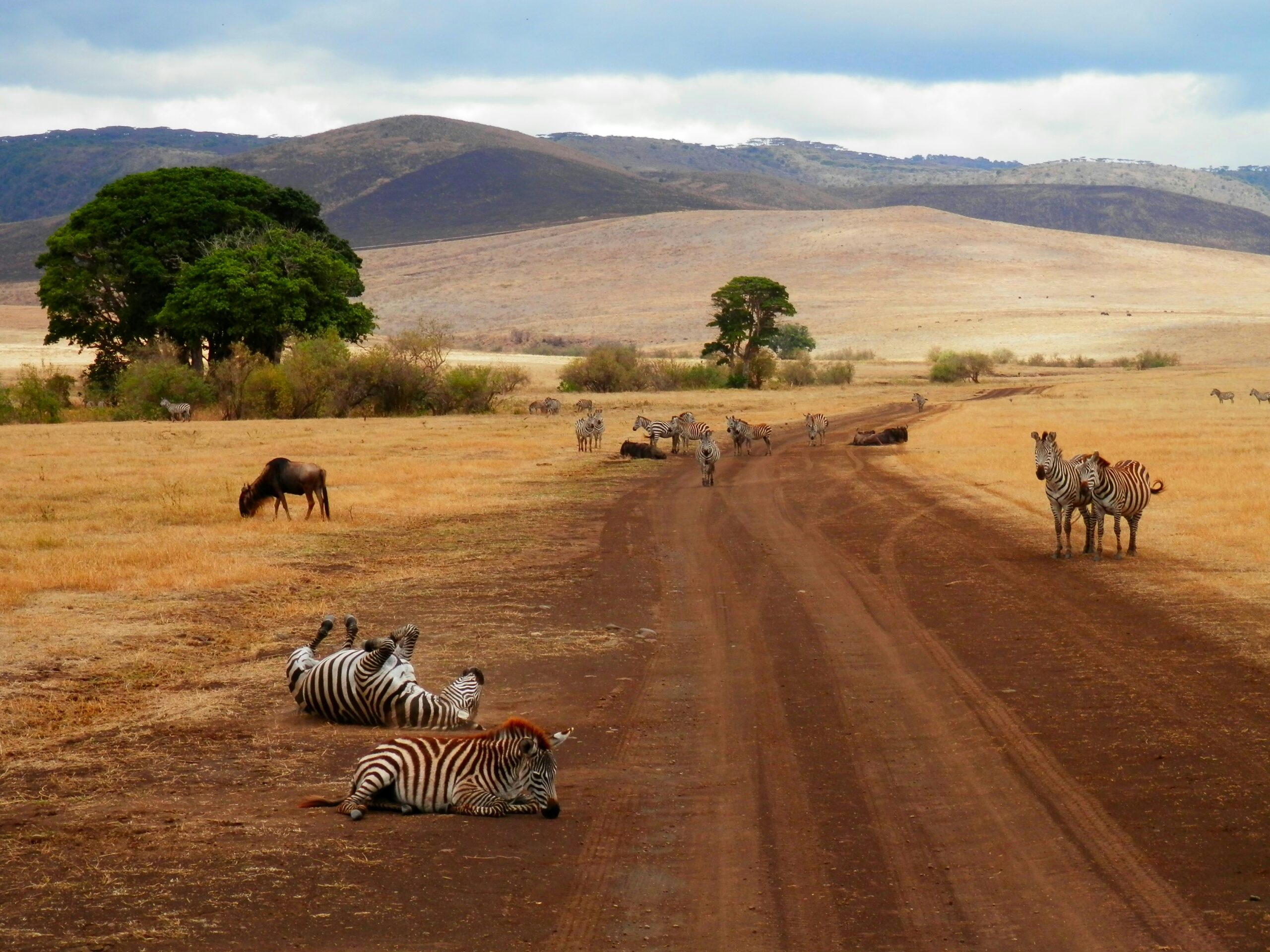 Zebras rest and stand on a dirt road in a grassy savanna as wildebeest graze with hills in the background.