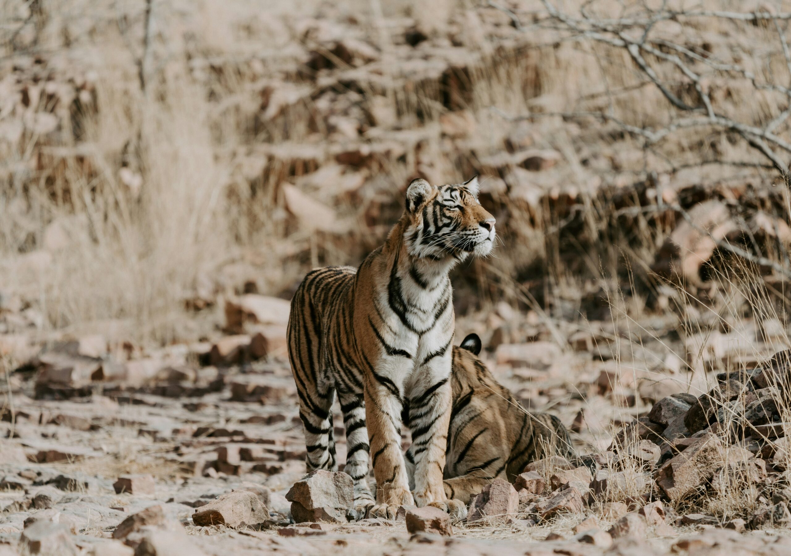 A Bengal tiger stands on rocky ground amid dry grass and branches, with another partially visible tiger lying behind it.