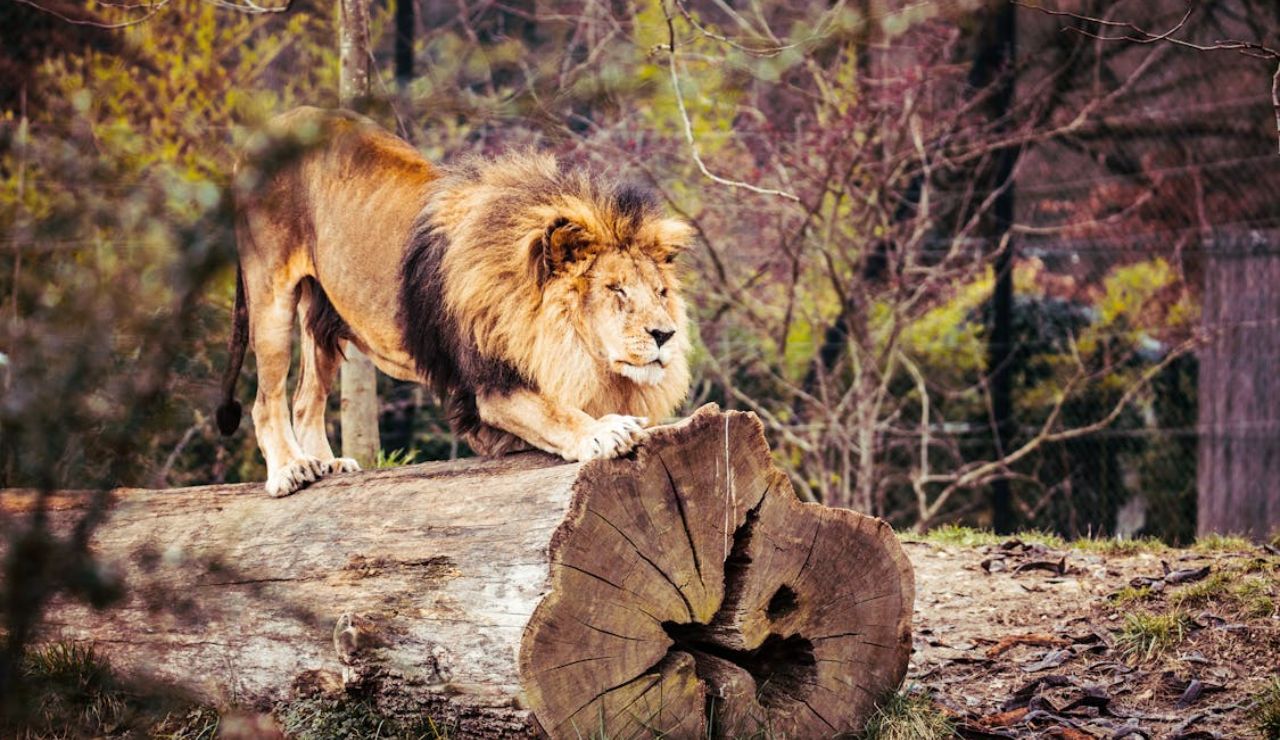 Male lion stretching on a large tree log in a forested enclosure.