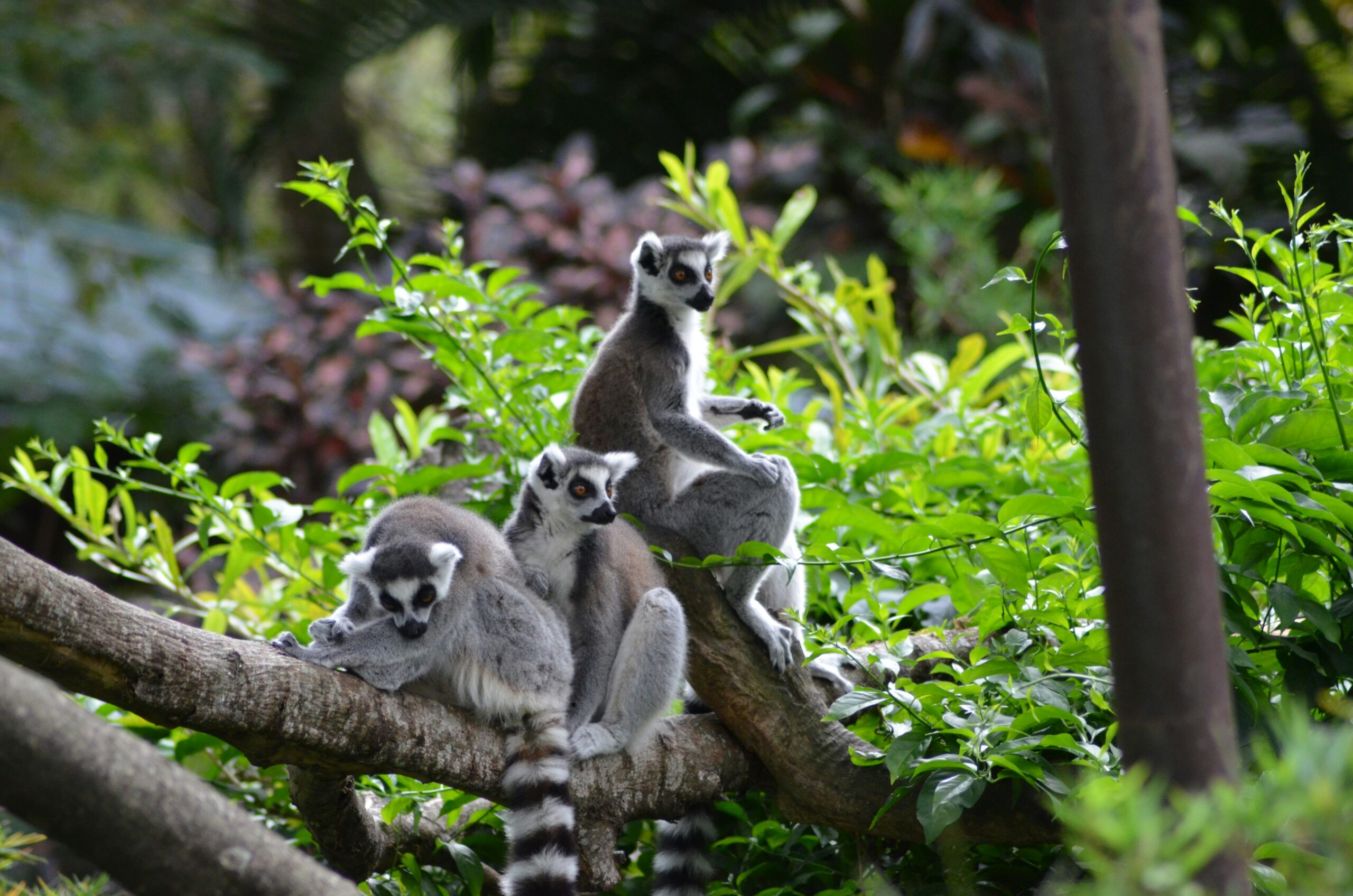 Three ring-tailed lemurs rest on a tree branch amid green foliage outdoors.