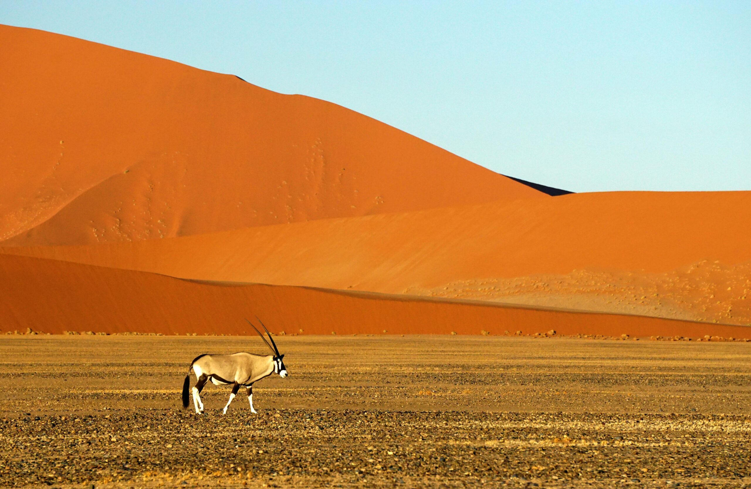 A lone gemsbok stands on a dry plain before orange sand dunes beneath a clear blue sky.
