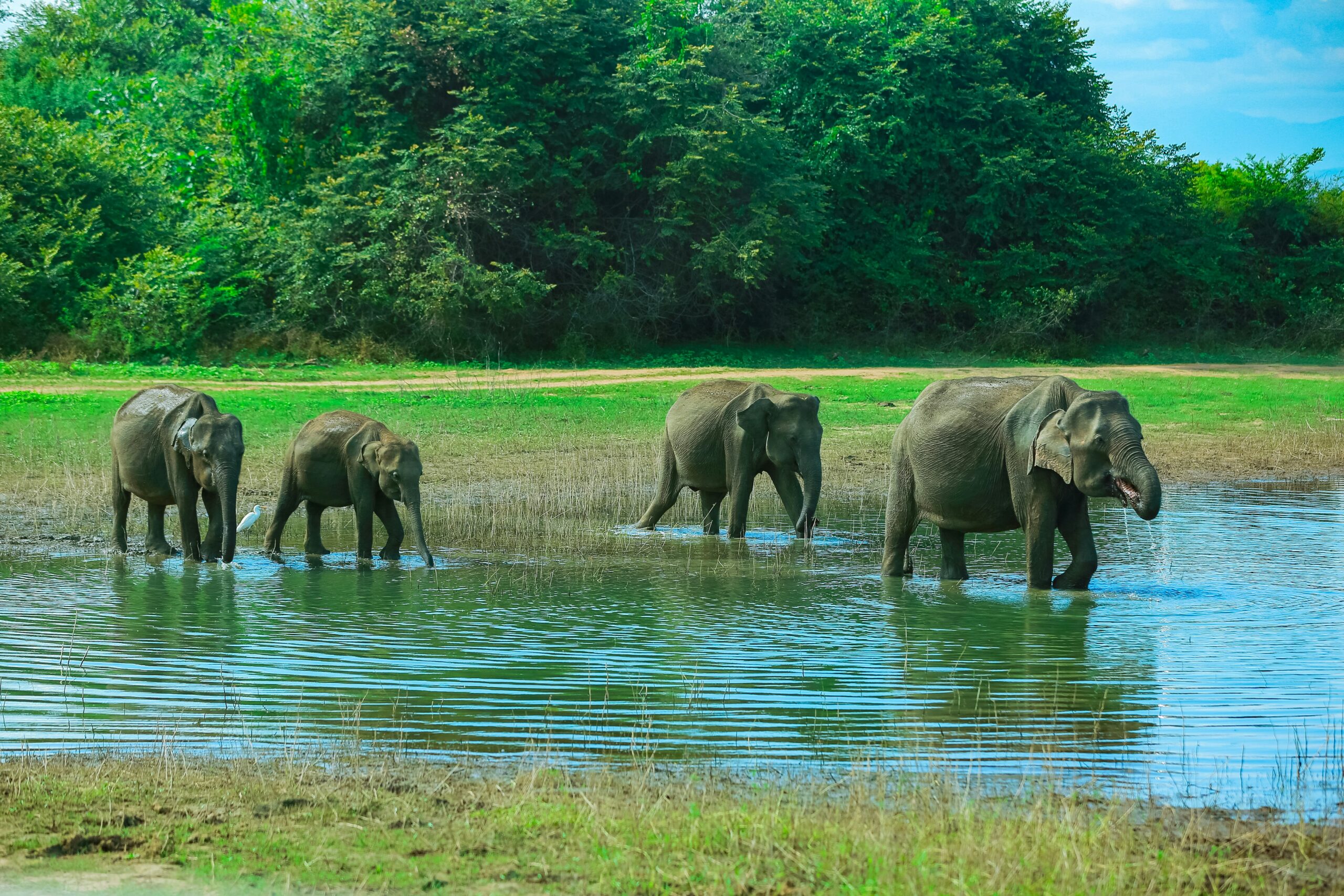Four elephants walk through shallow water with green trees and grass in the background.