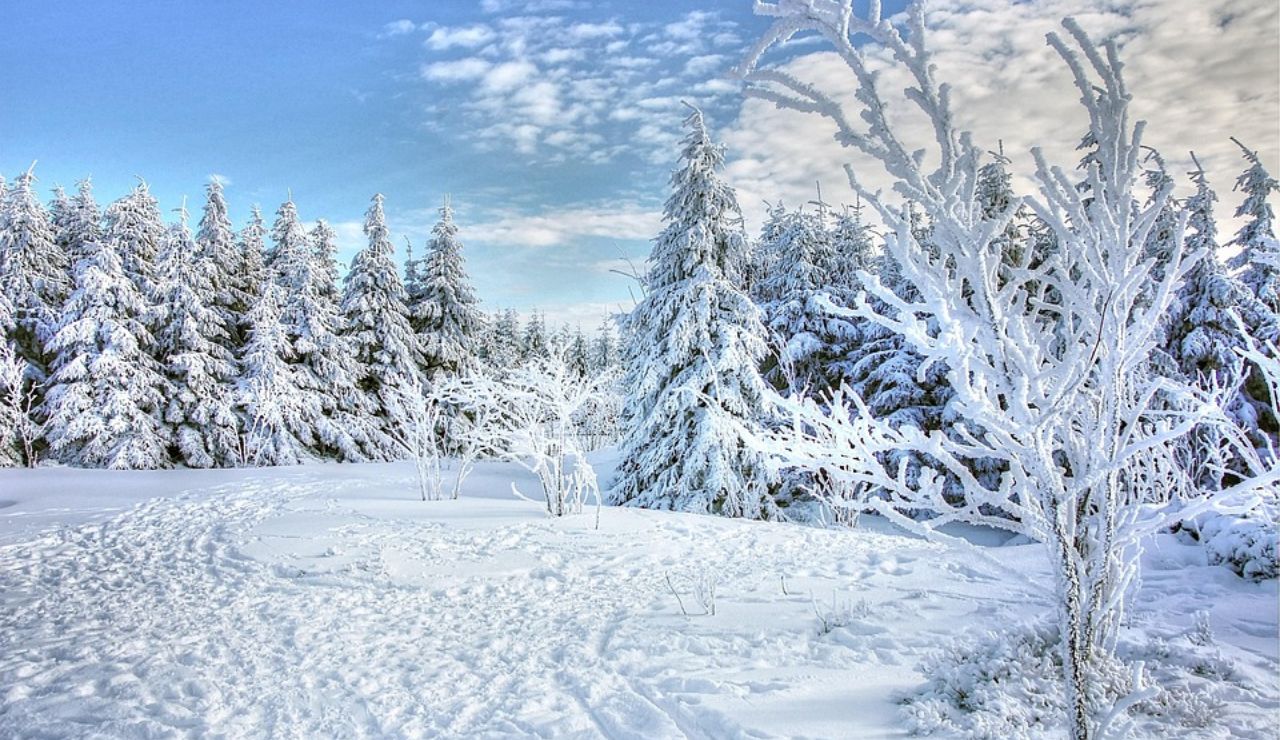 Snow-covered forest landscape in Canada during winter.