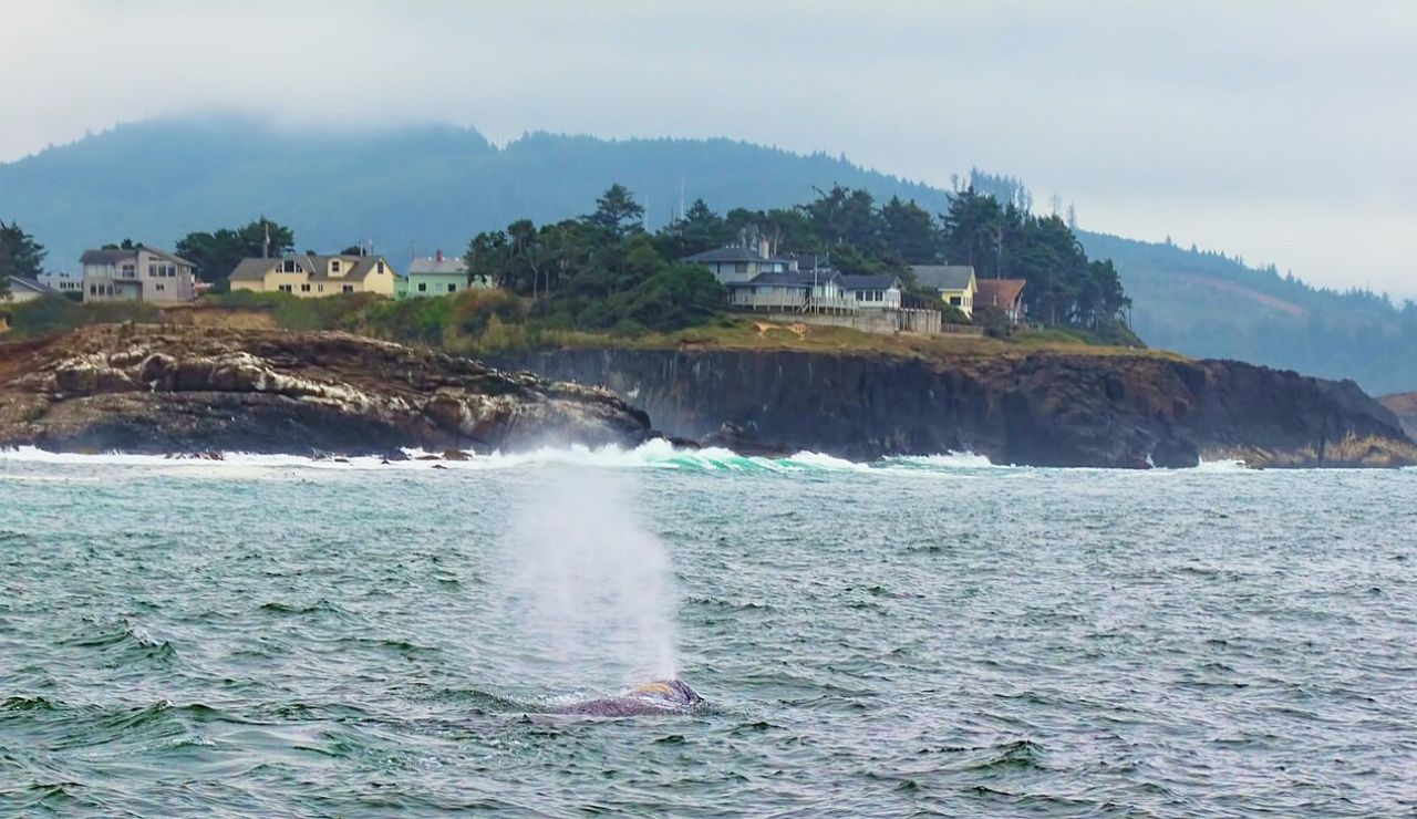 Gray whale spouting offshore near Depoe Bay, Oregon, with rugged coastline and coastal homes in the background under a misty sky.