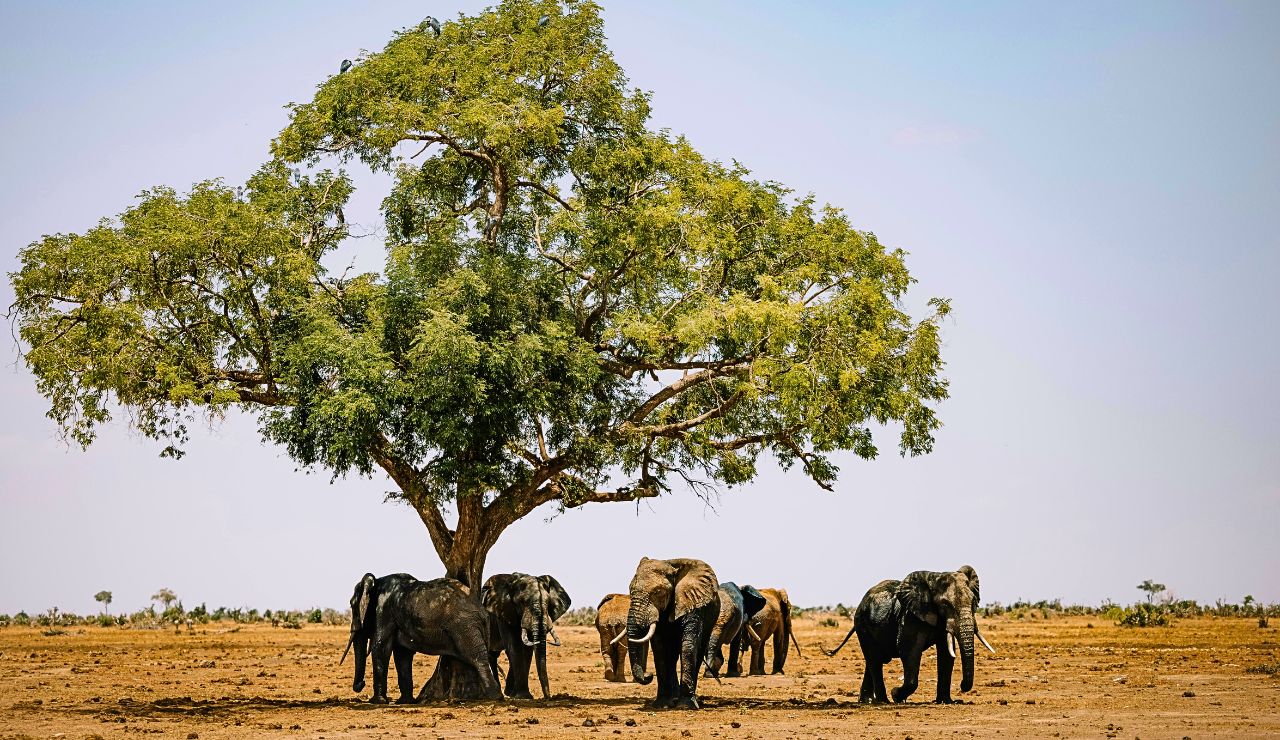 Powerful view of safari elephants in the Zimbabwe.