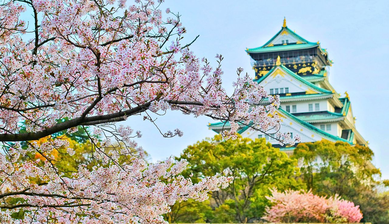 Cherry blossoms in full bloom frame a traditional Japanese castle with white walls, green and gold roofs, surrounded by trees under a clear sky.
