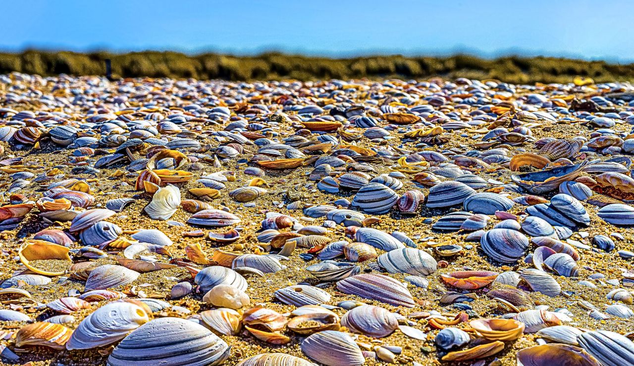 Endless shoreline blanketed in small white shells with no sand in sight.