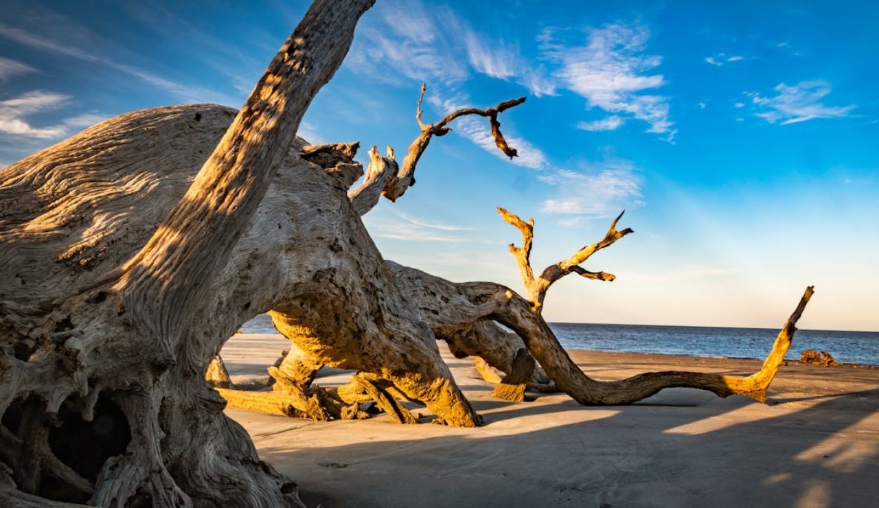 Driftwood Beach, Jekyll Island, Georgia – twisted trees on a serene shoreline.