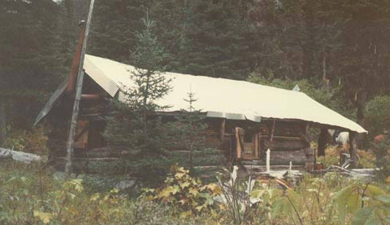 An old log cabin with a metal roof nestled in a dense forest, partially obscured by trees and overgrown vegetation.
