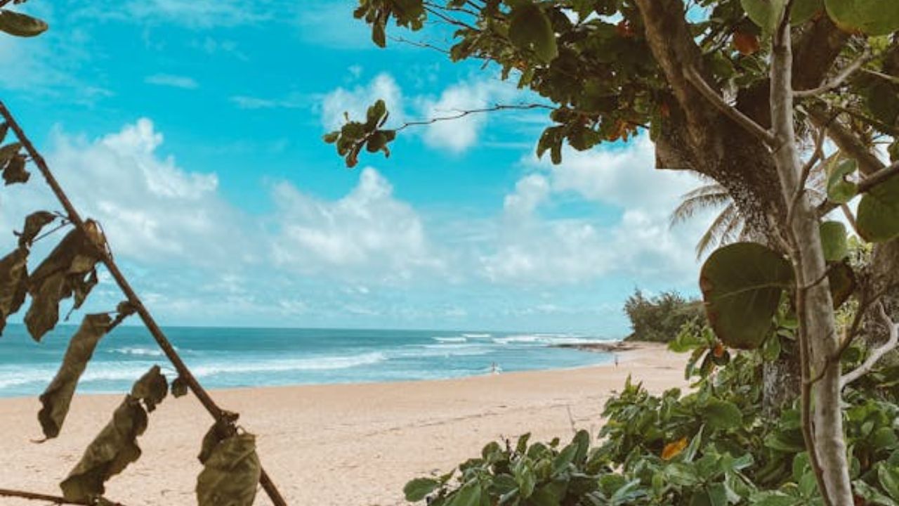 Framed by trees, a quiet tropical beach