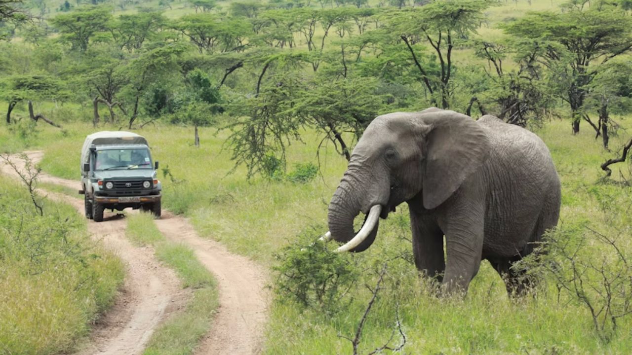Large elephant walking near a safari vehicle on a dirt road in a grassy, tree-dotted savanna.
