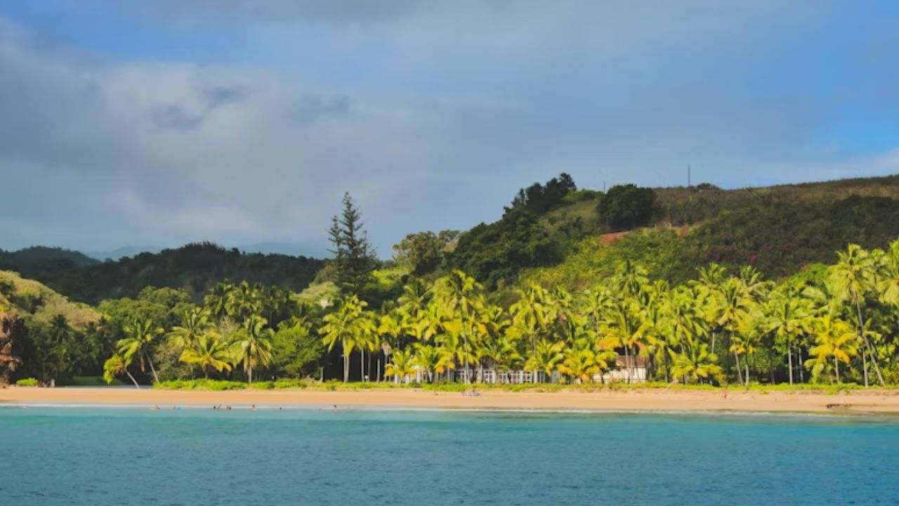 Tropical beach with palm trees and lush green hills in the background.