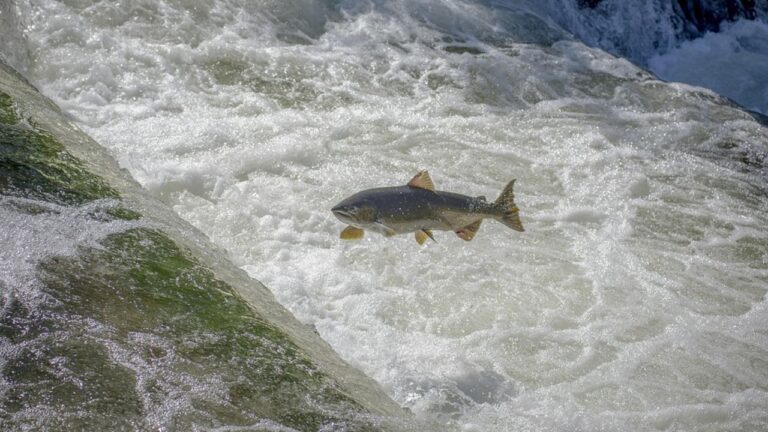A salmon leaps through rushing whitewater as it swims upstream during its annual migration.