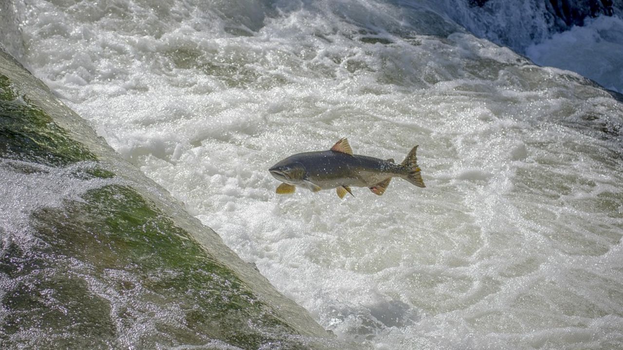 A salmon leaps through rushing whitewater as it swims upstream during its annual migration.