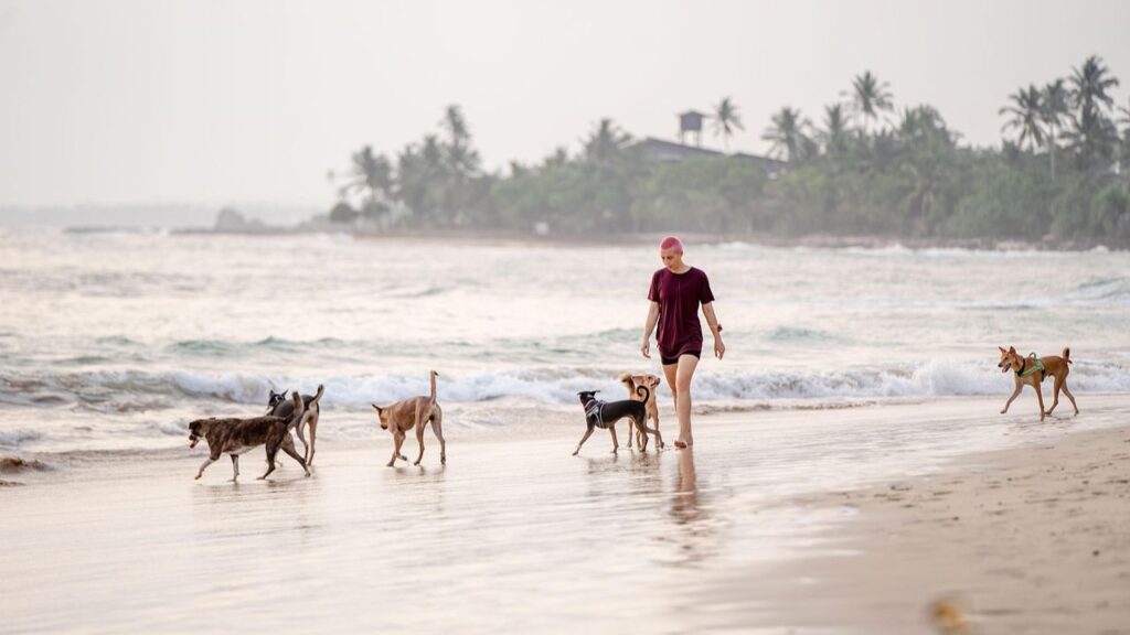 Person walking along a tropical beach surrounded by a group of playful dogs, with palm trees in the background.