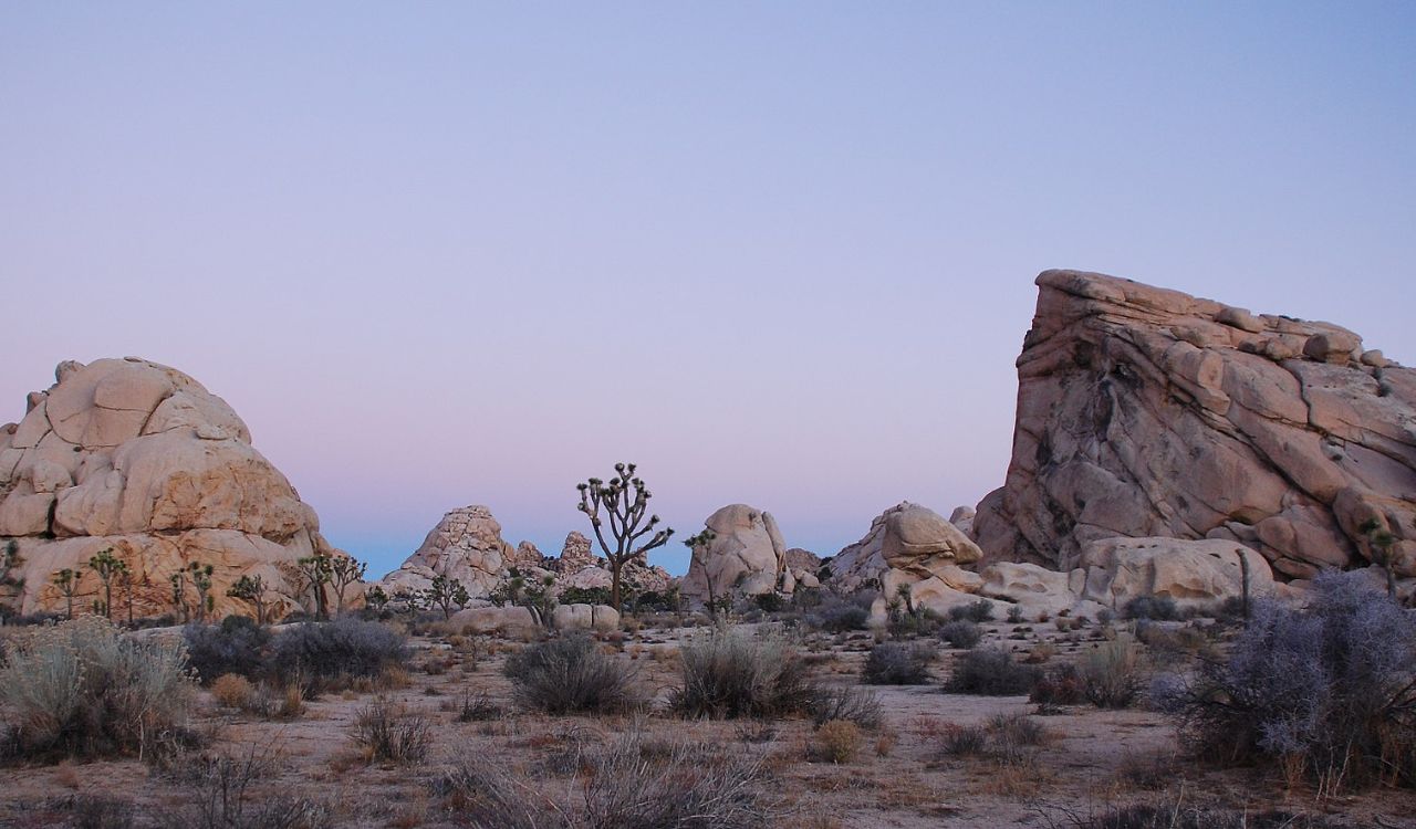 AutoCamp Joshua Tree, California — Iconic Joshua trees and rugged boulders under a soft pastel desert sky at dusk