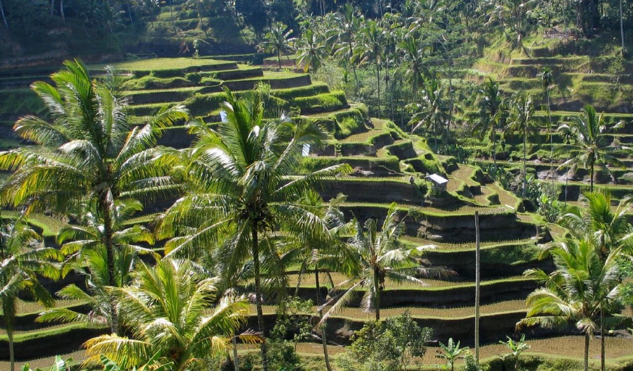 Lush green rice terraces in Bali, Indonesia with tropical palm trees