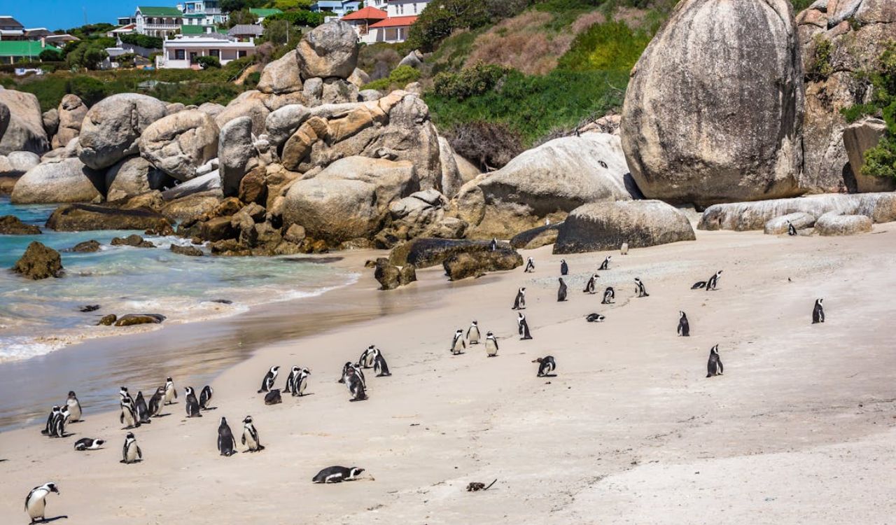 Penguins walking on a sandy beach surrounded by large boulders and nearby houses