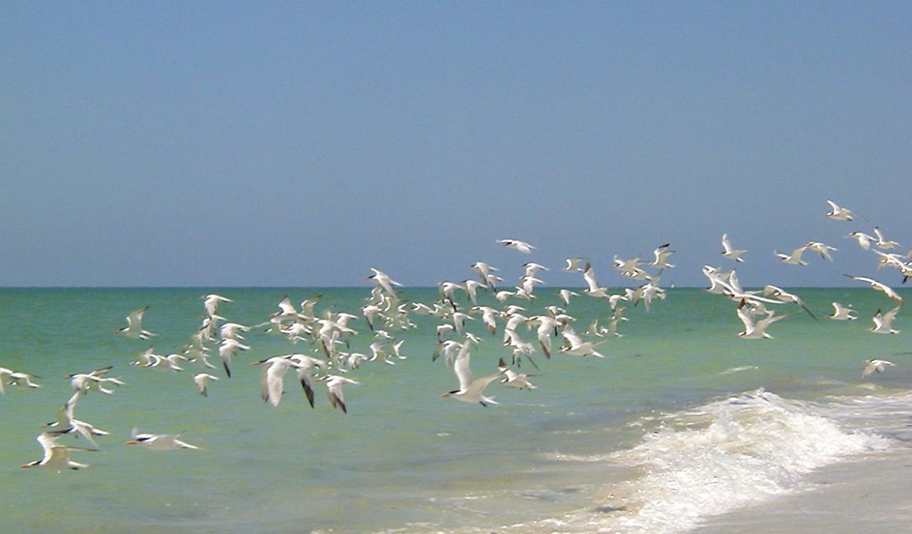 A flock of white seabirds flying over the gentle waves along the shoreline of Captiva Island under a clear blue sky