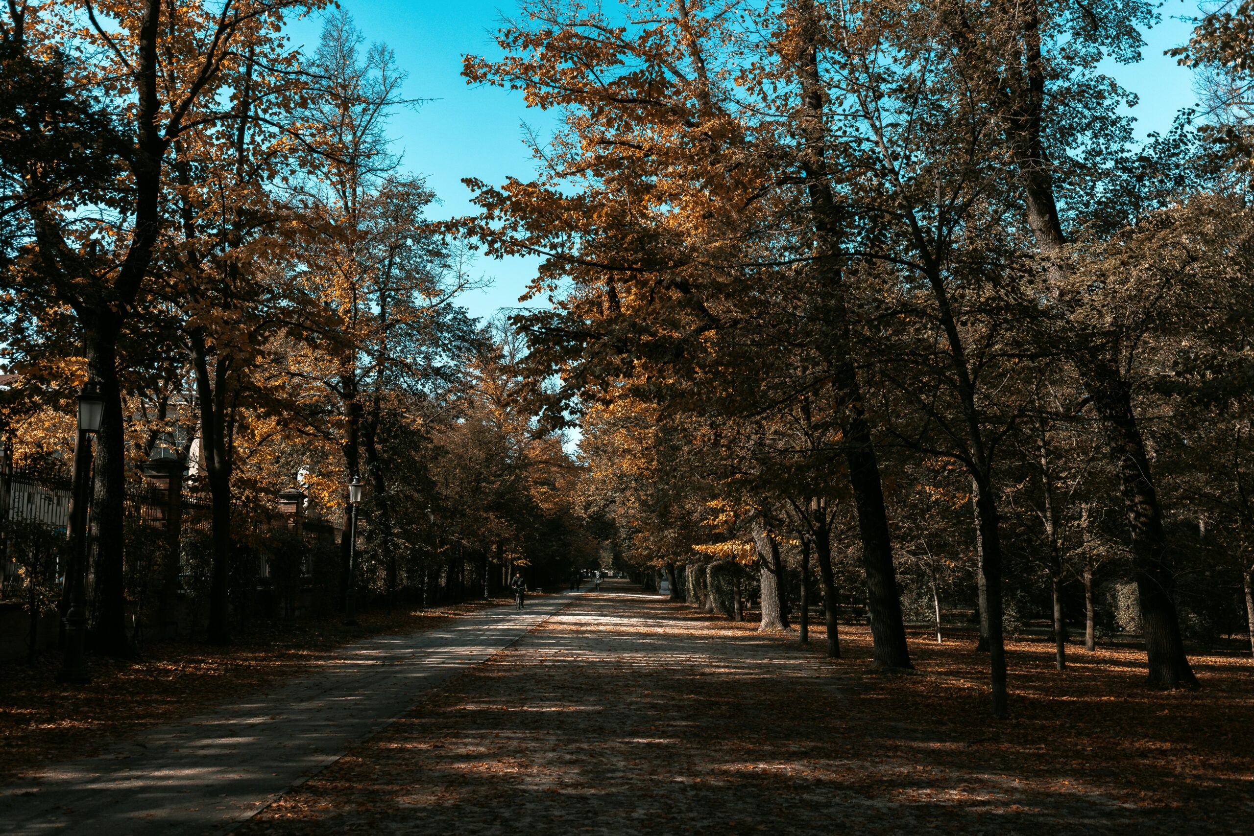 Cherry Springs State Park